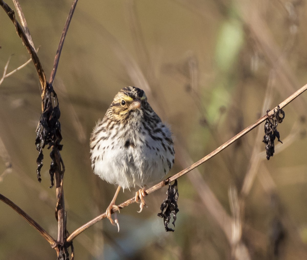 Savannah Sparrow - barbara taylor