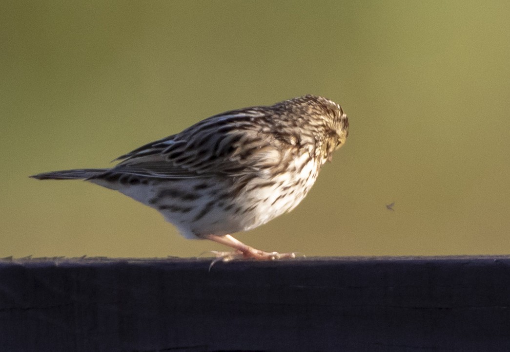 Savannah Sparrow - ML130885311