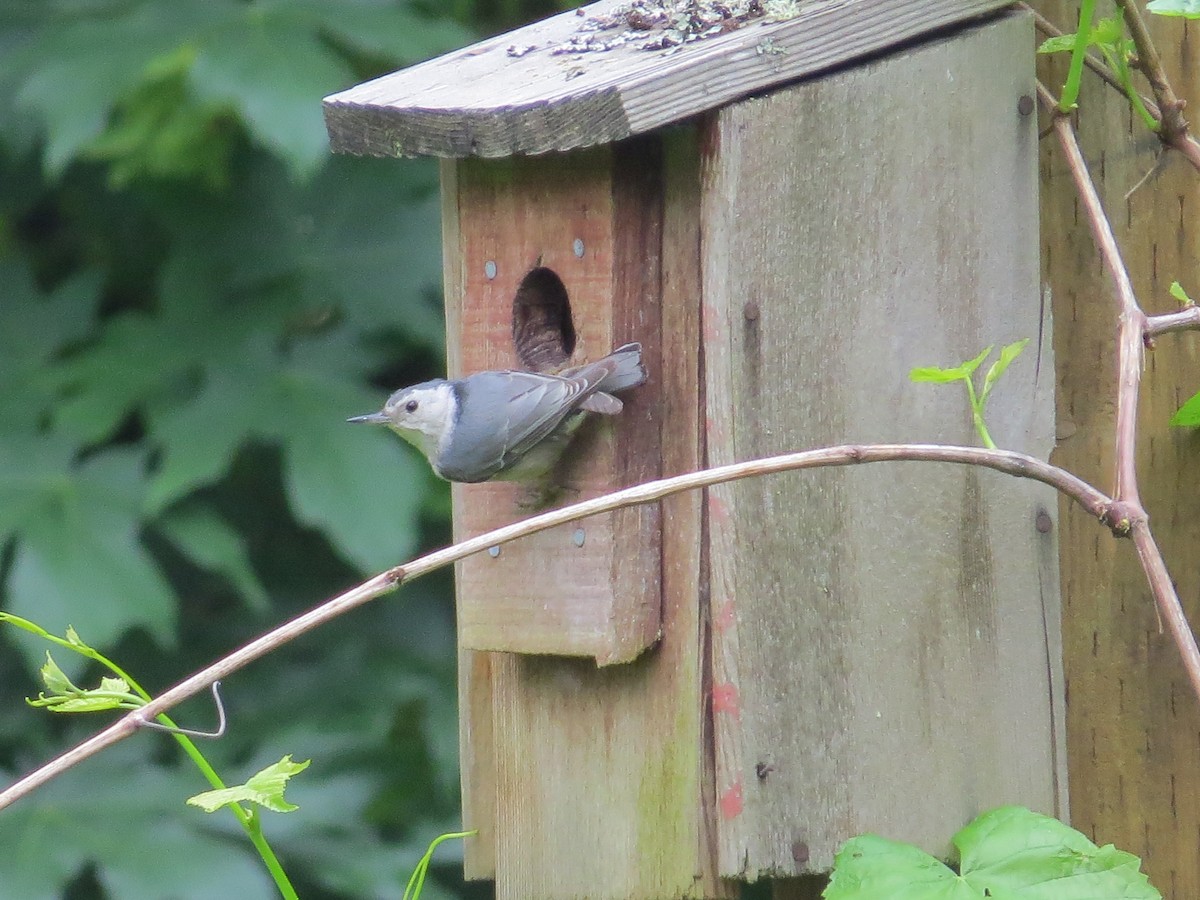 White-breasted Nuthatch (Pacific) - Jeff Harding