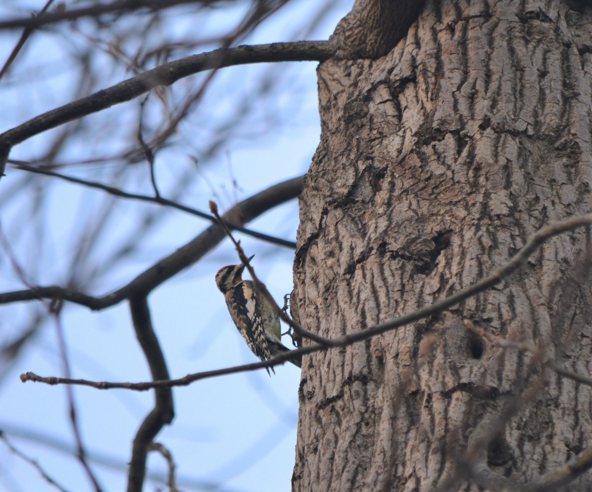 Yellow-bellied Sapsucker - ML130886761