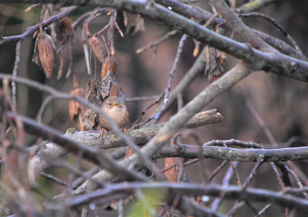 Winter Wren - ML130887021