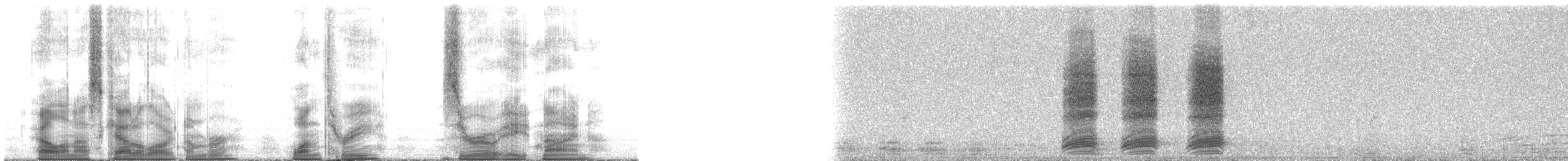 Corbeau à nuque blanche - ML13089
