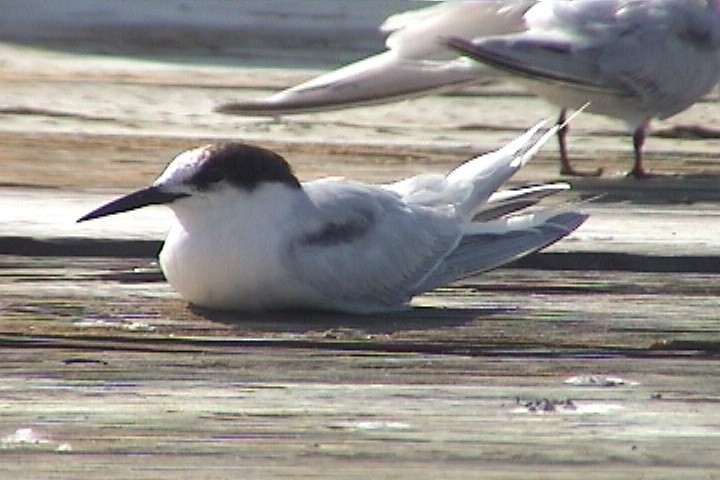 Roseate Tern - Jim Stasz