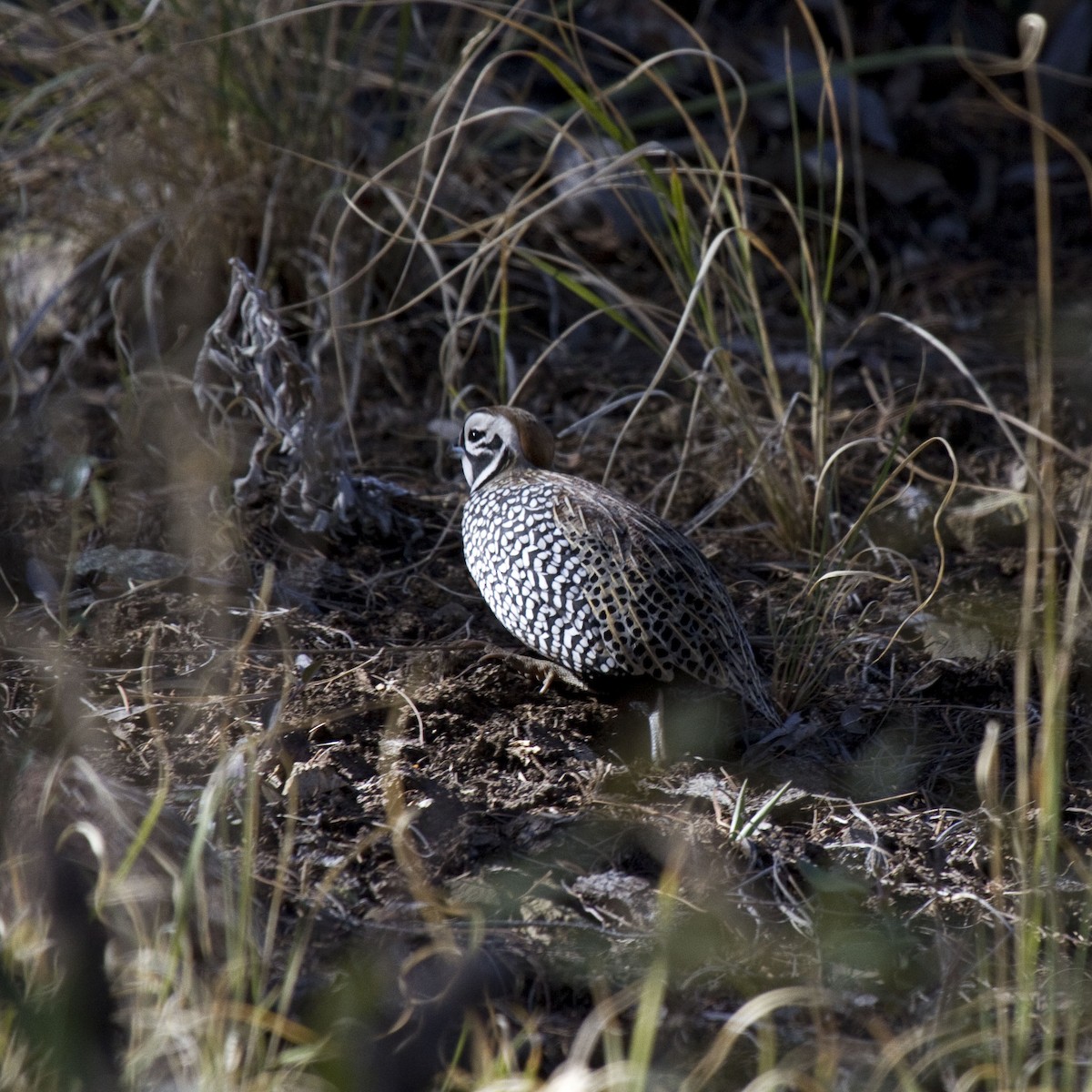 Montezuma Quail - Laura Keene