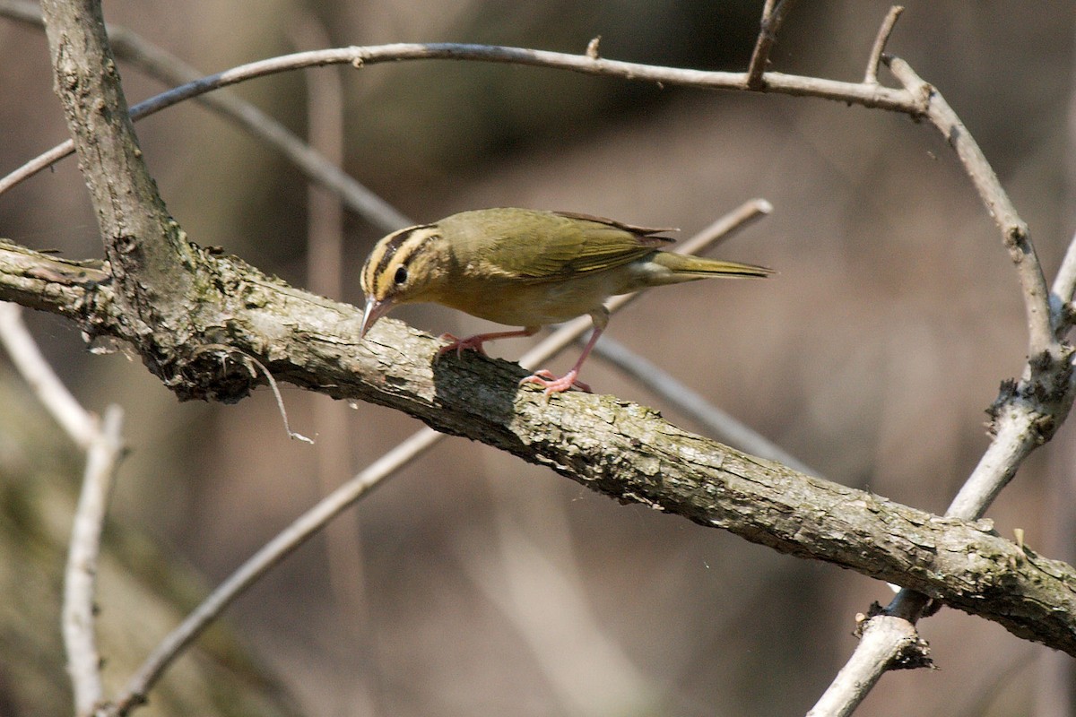 Worm-eating Warbler - ML130892521