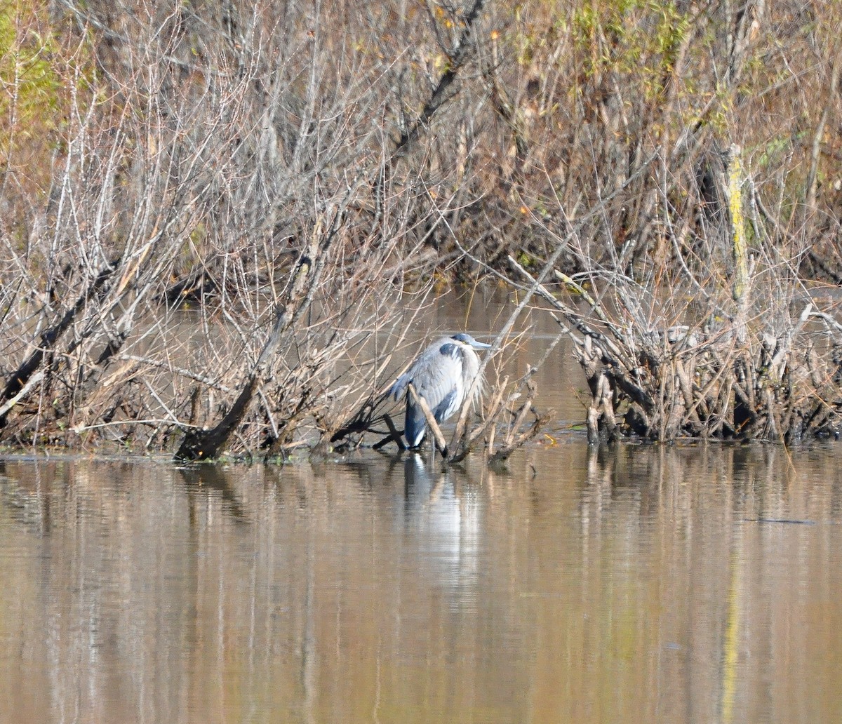 Garza Azulada - ML130892711