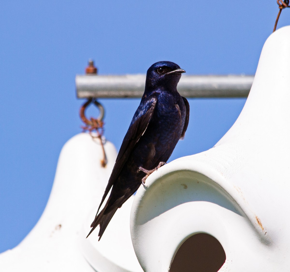 Purple Martin - ML130893801