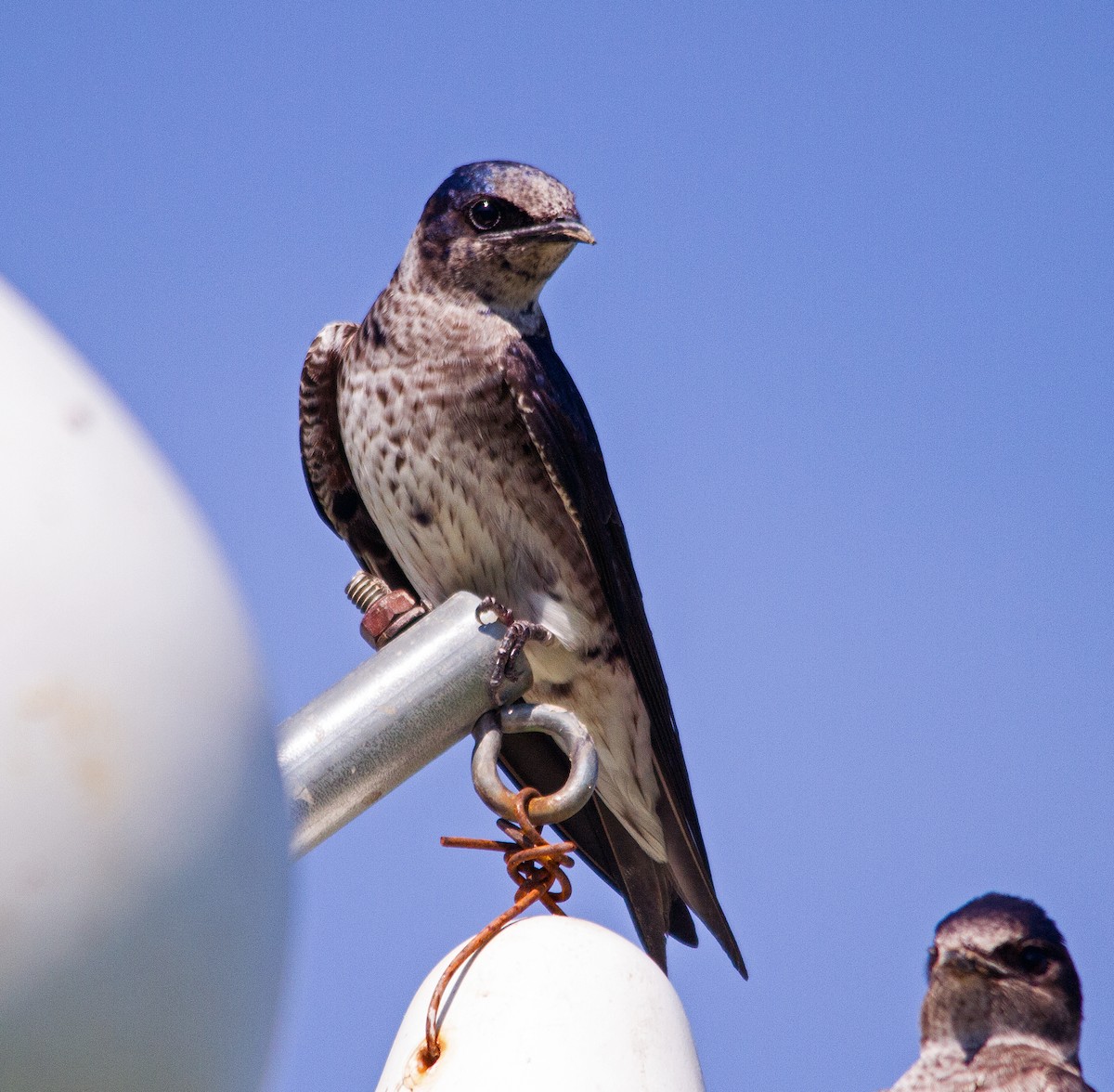 Purple Martin - ML130893821