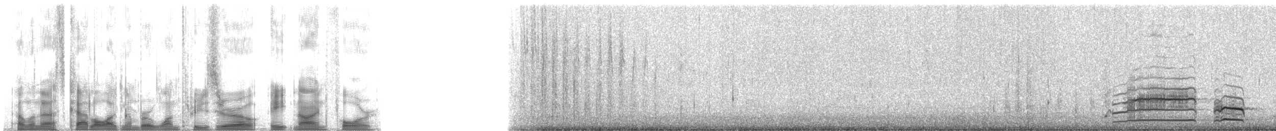 斑尾鷸(baueri群) - ML130894