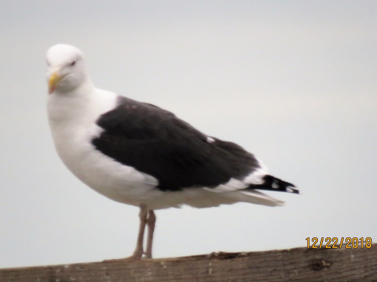 svartbak - ML130895071