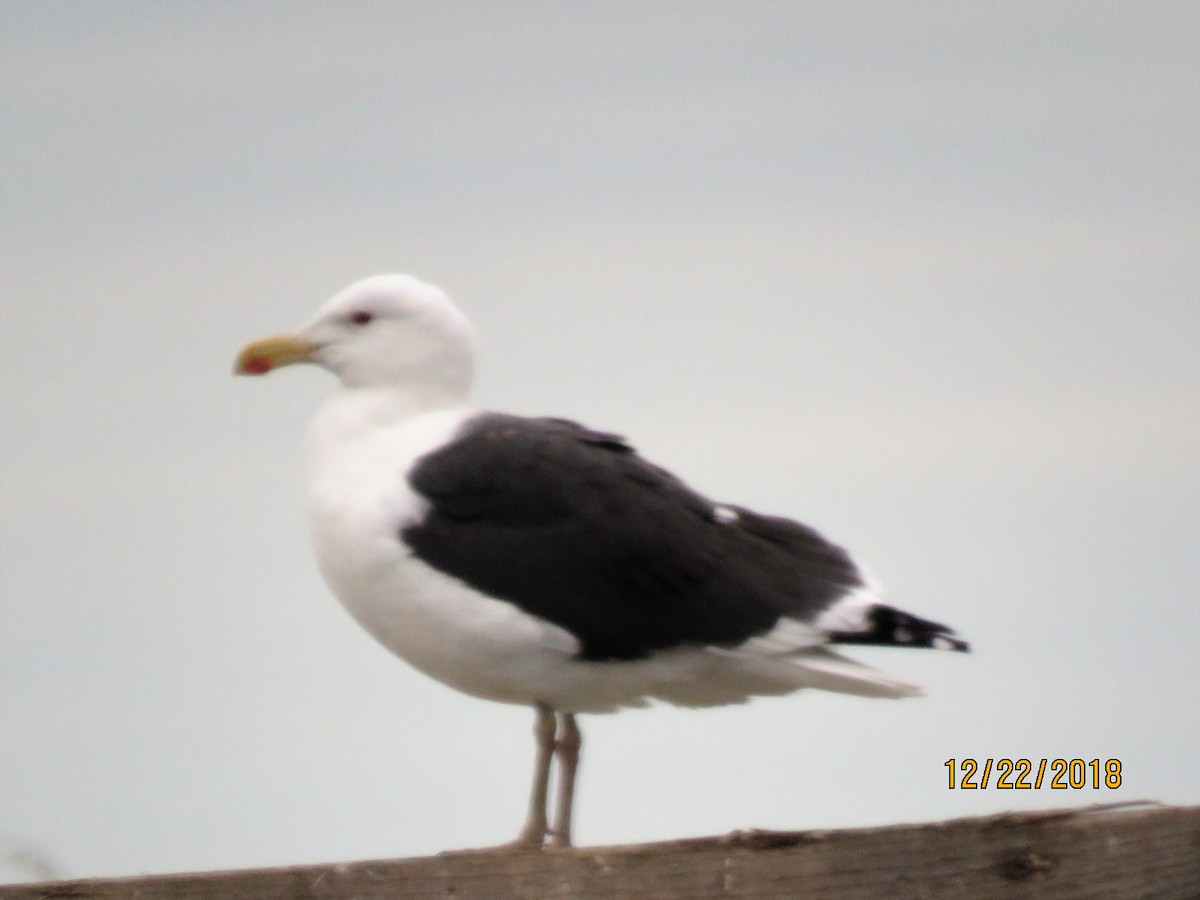 svartbak - ML130895091