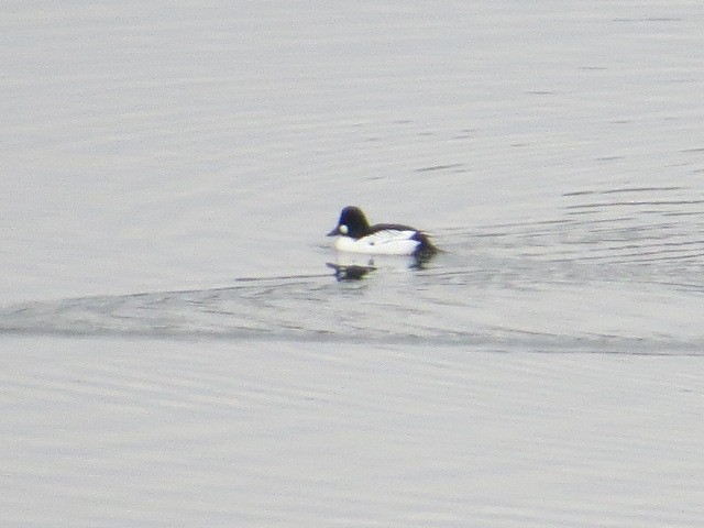 Common Goldeneye - ML130896421