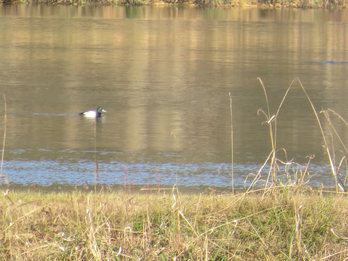 Greater Scaup - ML130897461