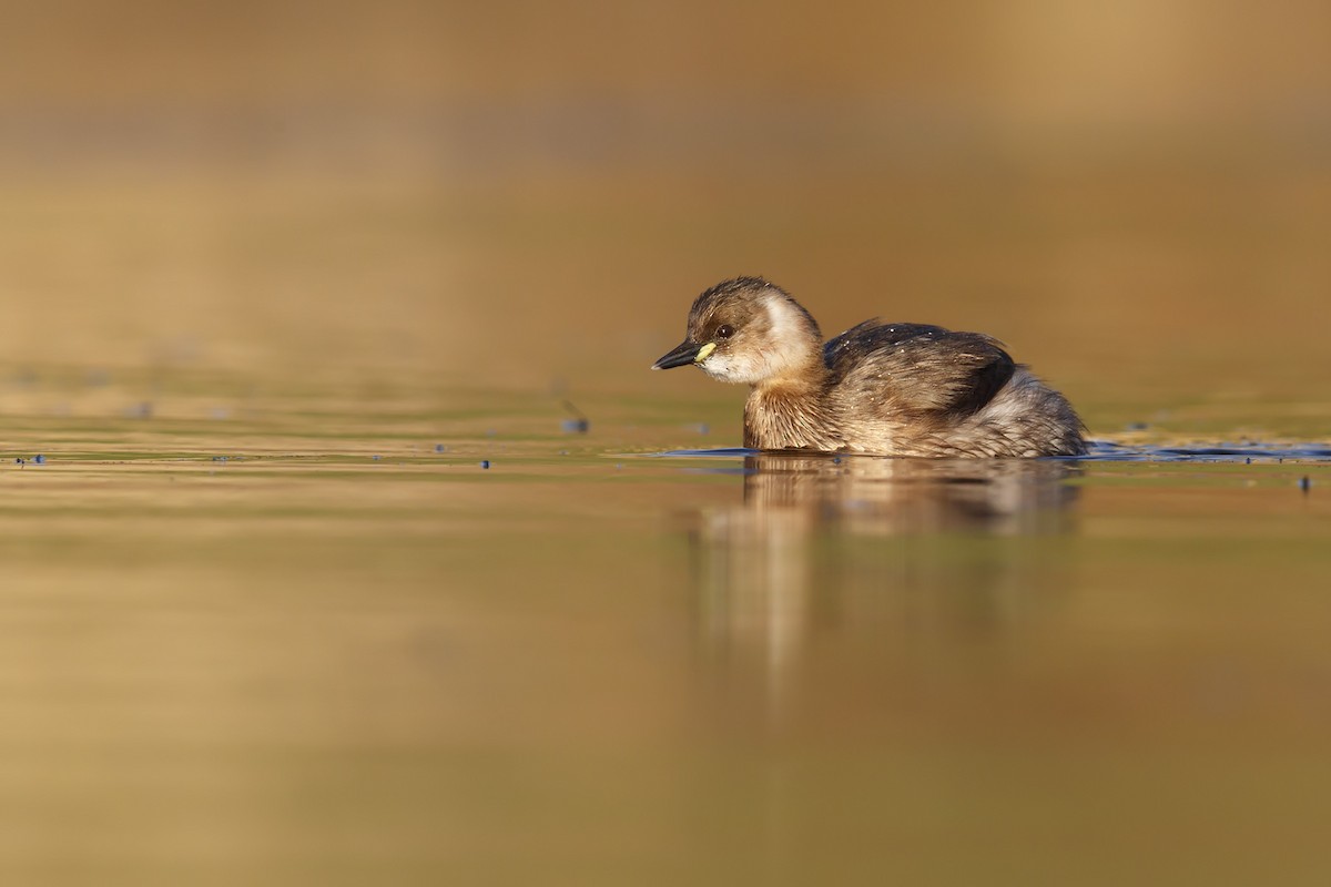 Little Grebe - ML130898281