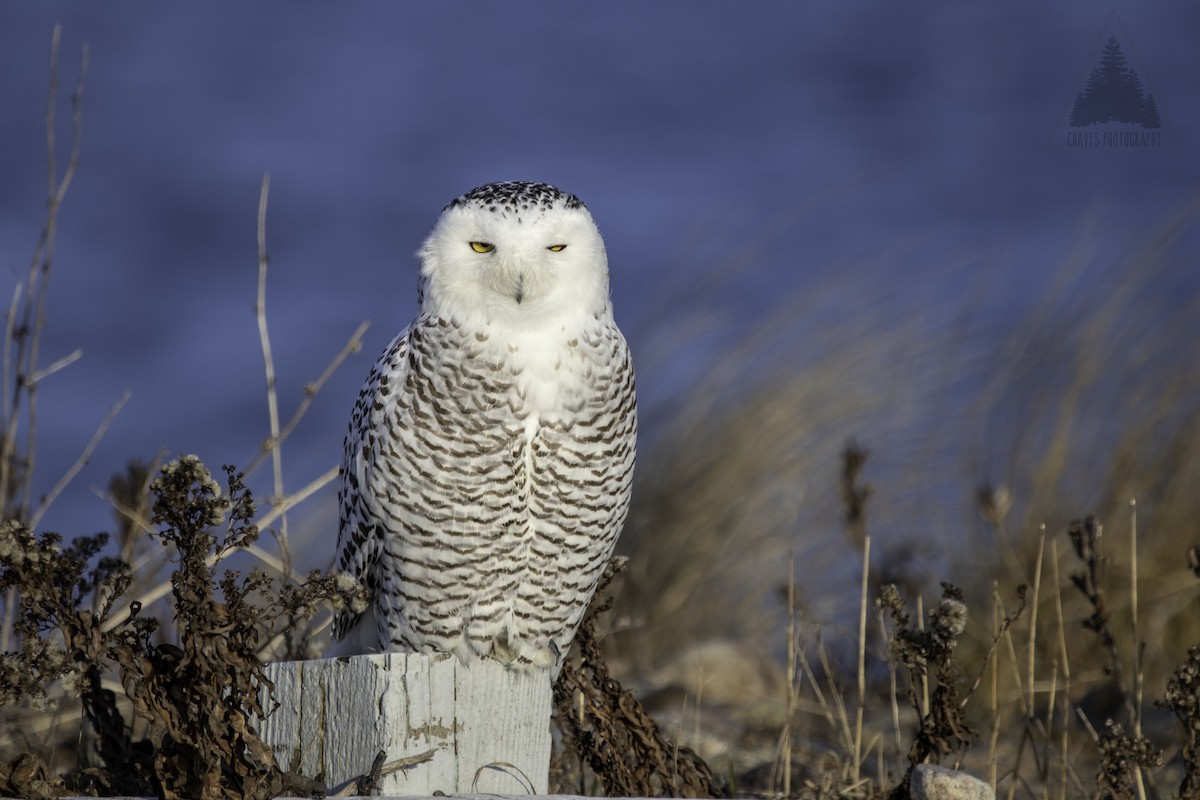 Snowy Owl - ML130899901