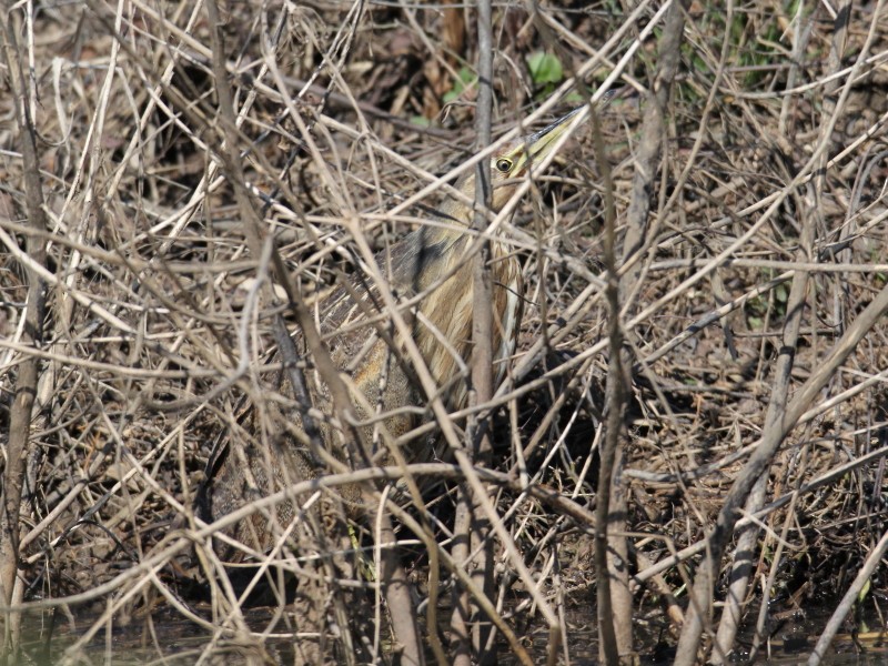 American Bittern - Timothy P. Jones