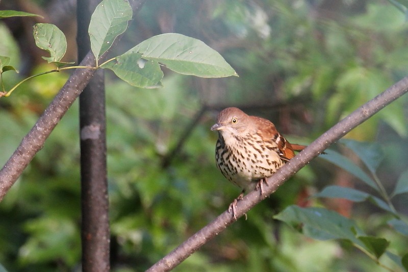 Brown Thrasher - ML130900881