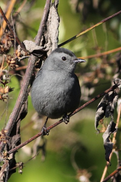 Gray Catbird - Timothy P. Jones
