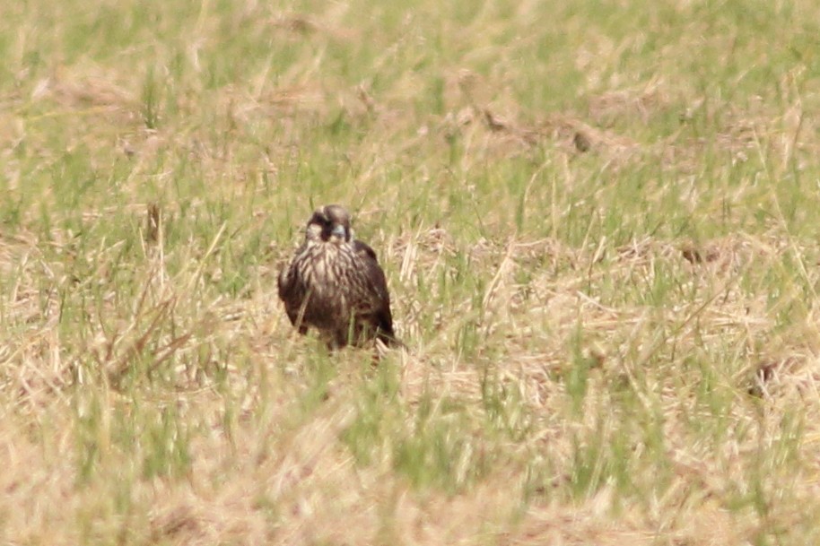 Peregrine Falcon - ML130902331