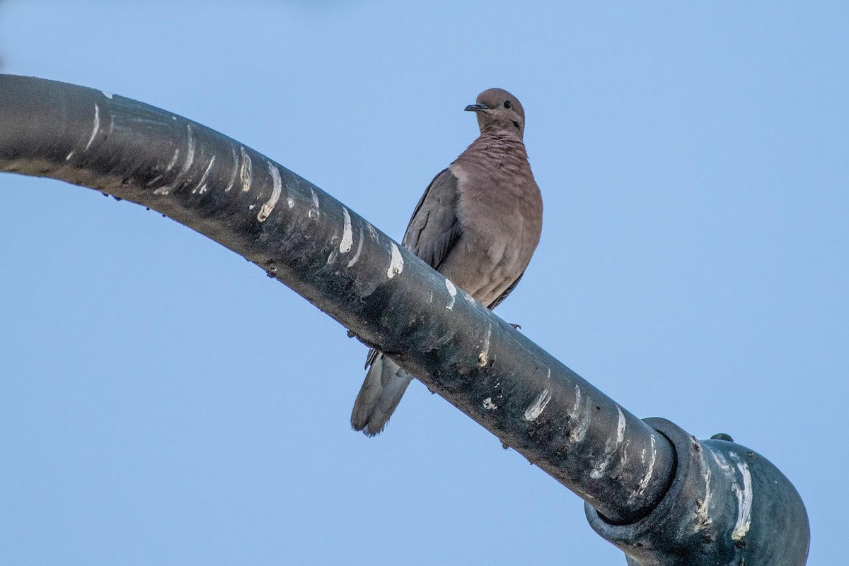 Eared Dove - ML130902531