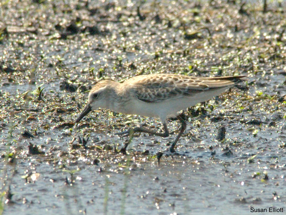 sandsnipe - ML130905151