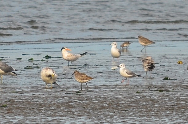 Elegant Tern - ML130905511