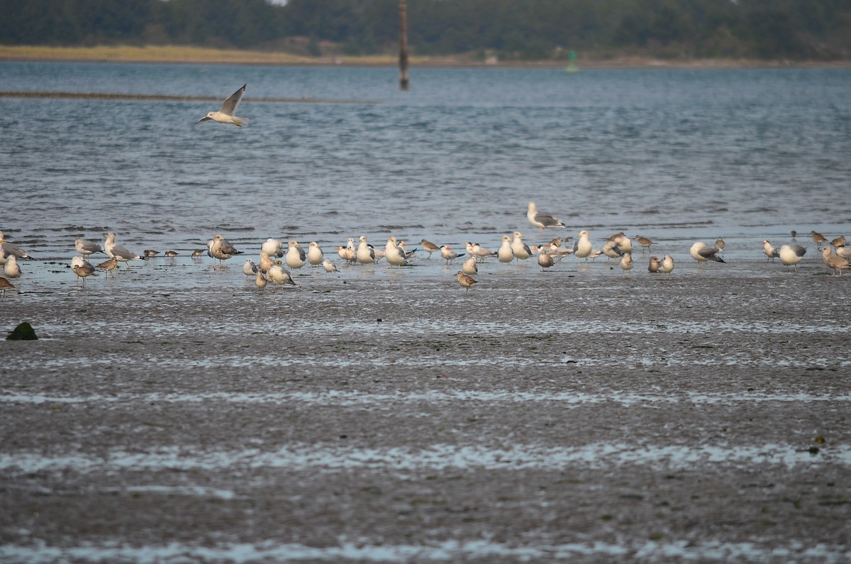 Elegant Tern - ML130905591