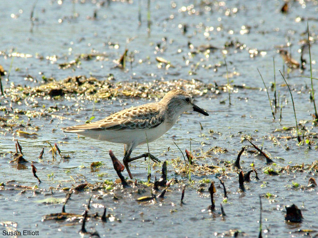 sandsnipe - ML130906011