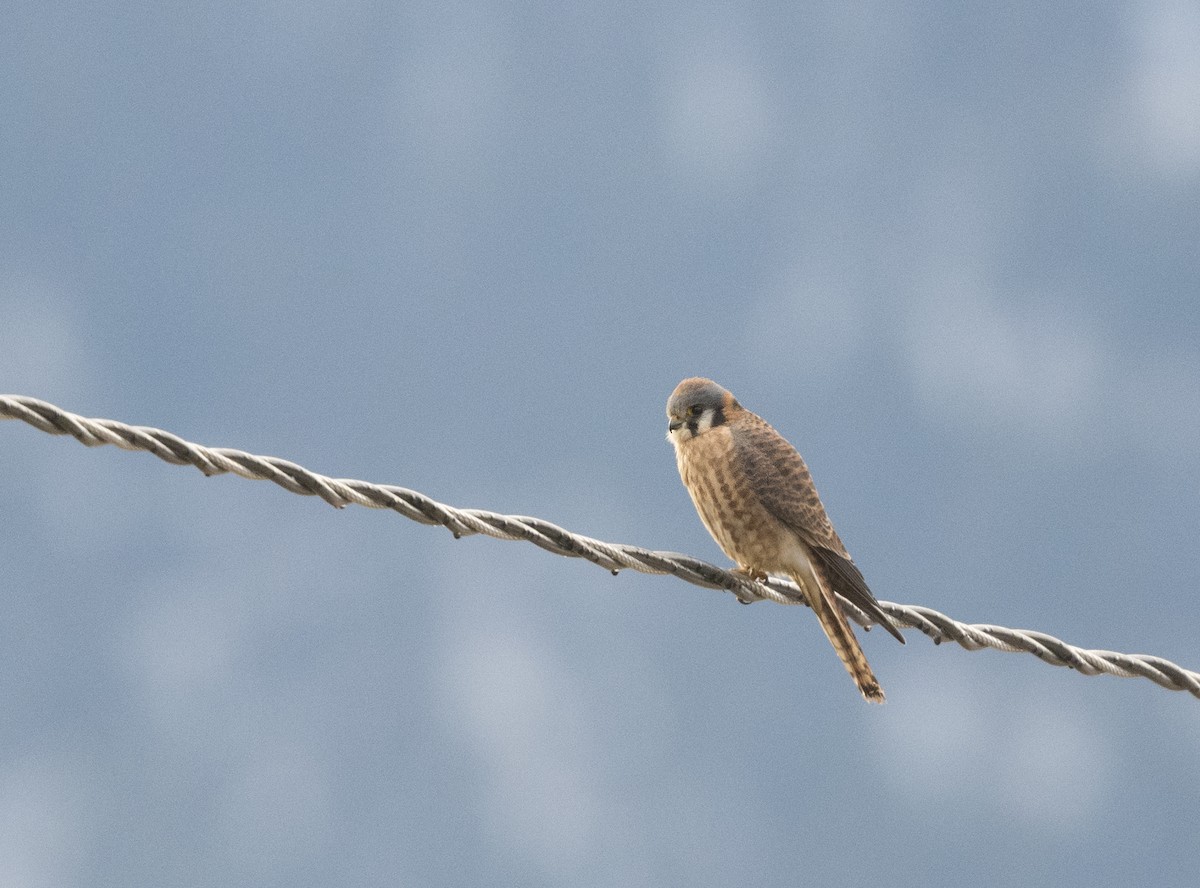 American Kestrel - ML130906441