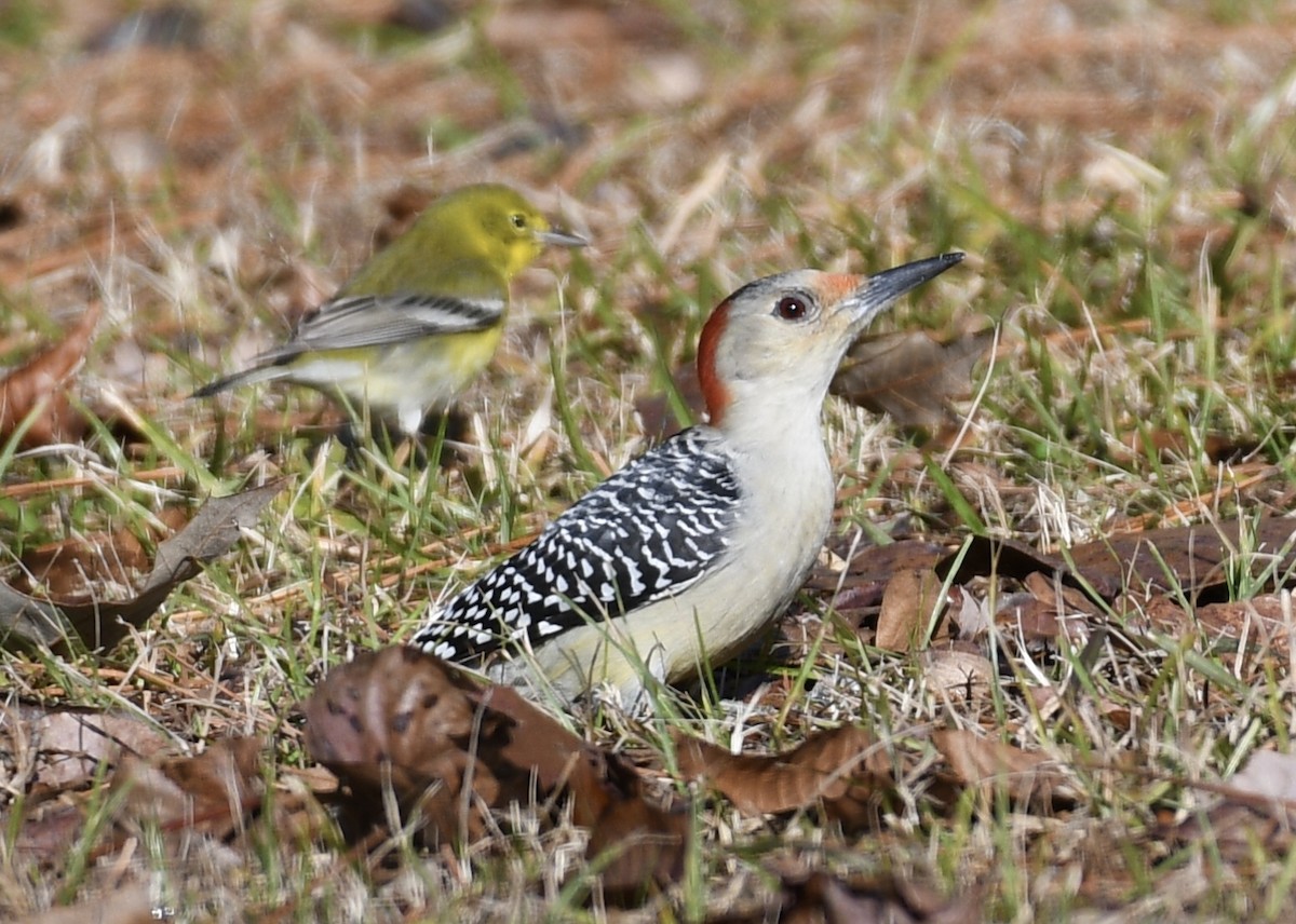 Red-bellied Woodpecker - Joe Wujcik