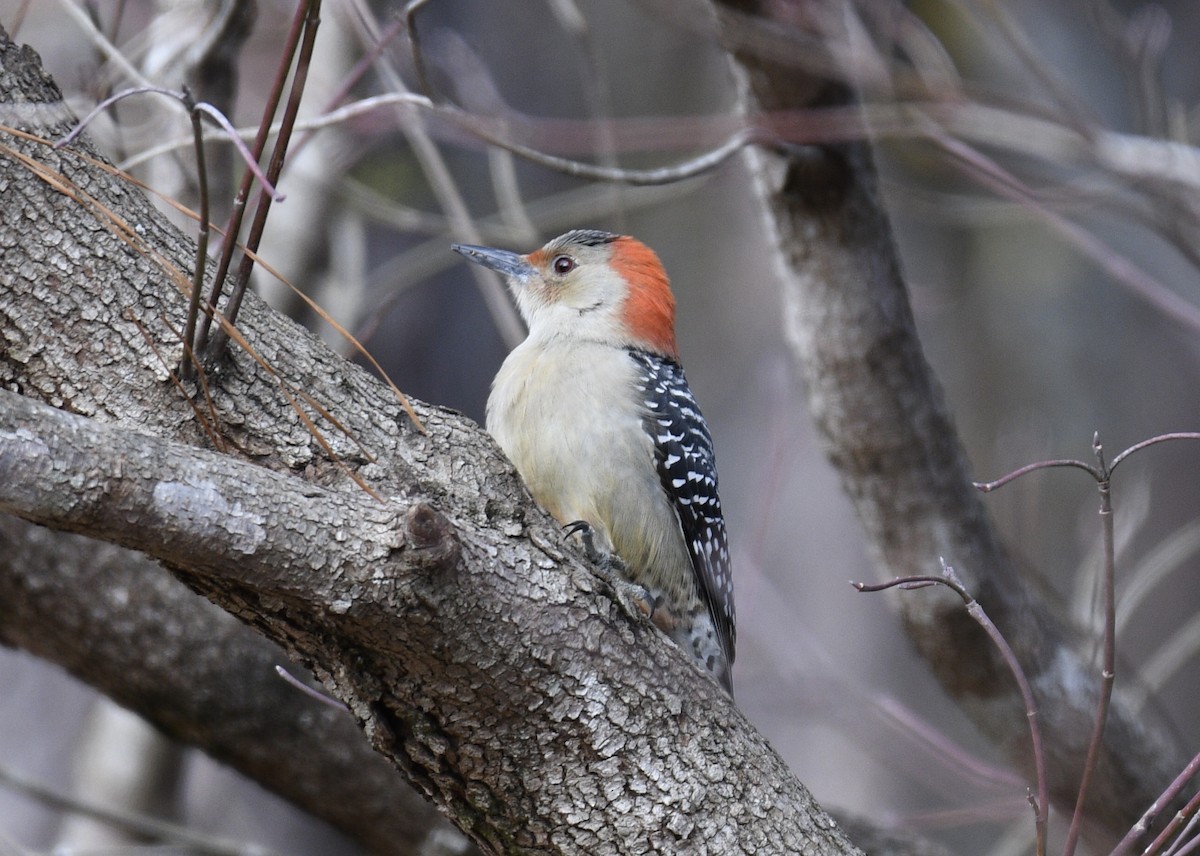 Red-bellied Woodpecker - Joe Wujcik