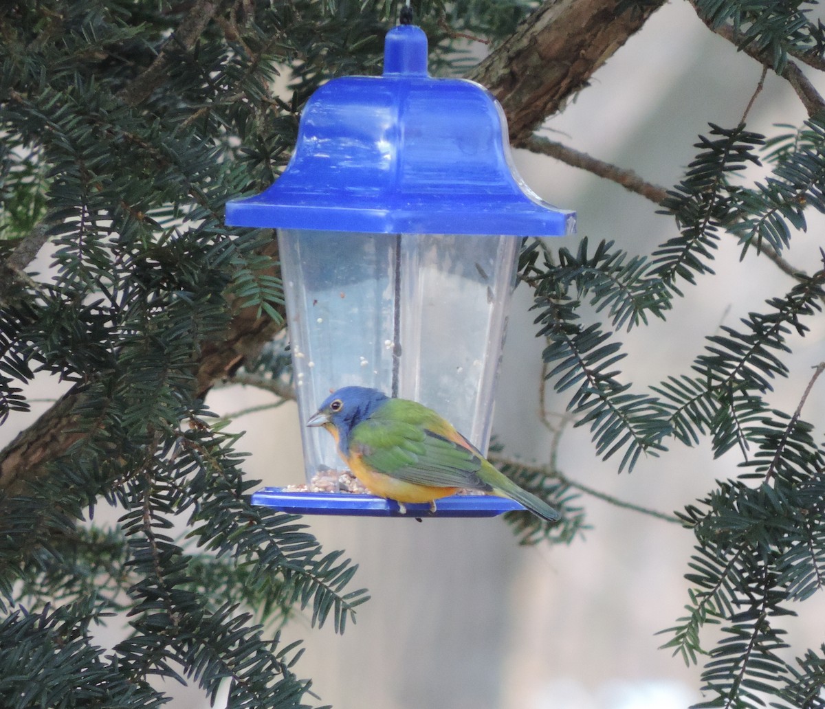 Painted Bunting - ML130907801