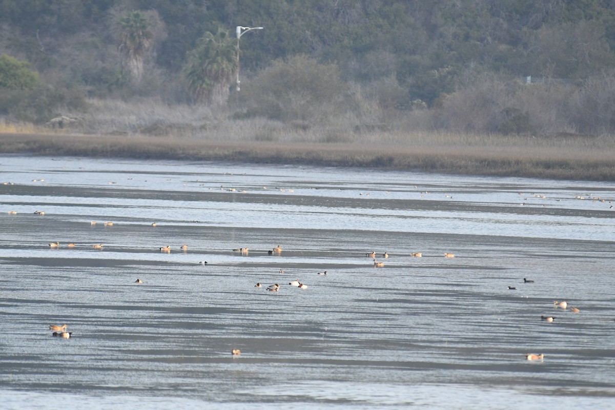 Canvasback - ML130907961