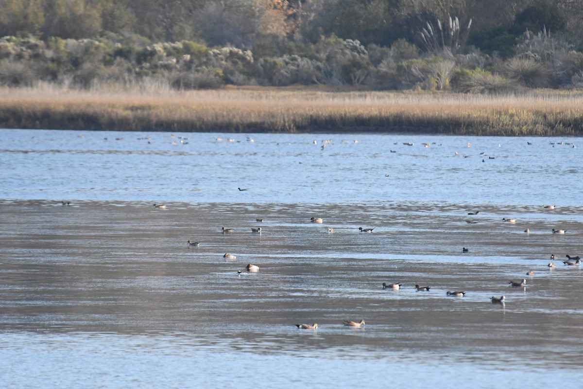 Canvasback - ML130908191