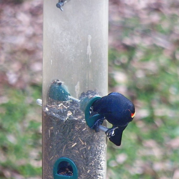 Red-winged Blackbird - D. S. Pinkston