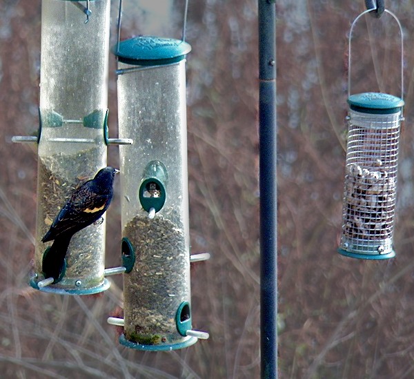 Red-winged Blackbird - ML130909701