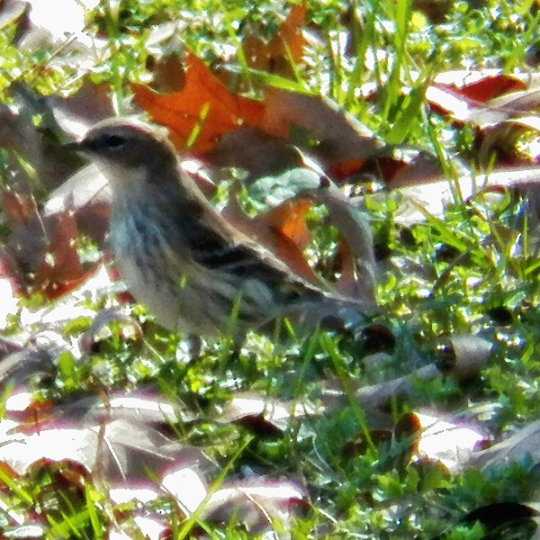 American Pipit - ML130911171