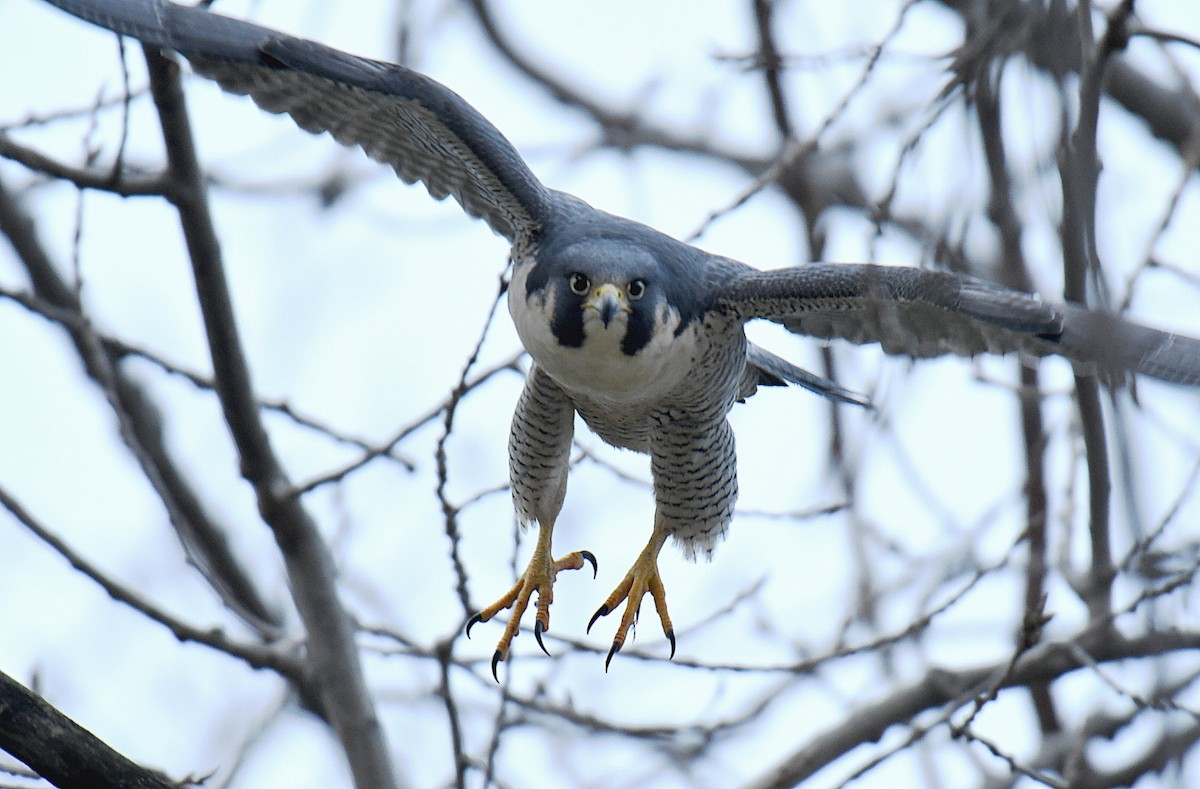 sokol stěhovavý - ML130916051