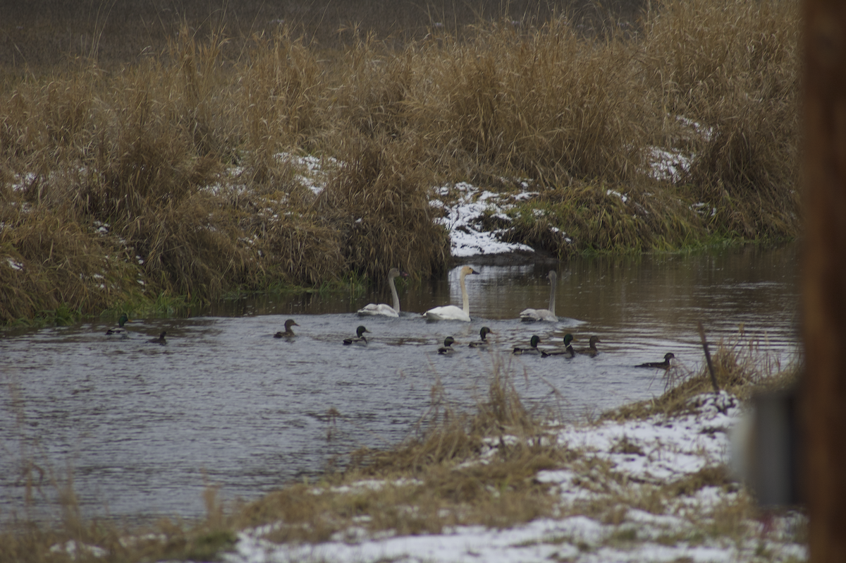 Wood Duck - Anonymous