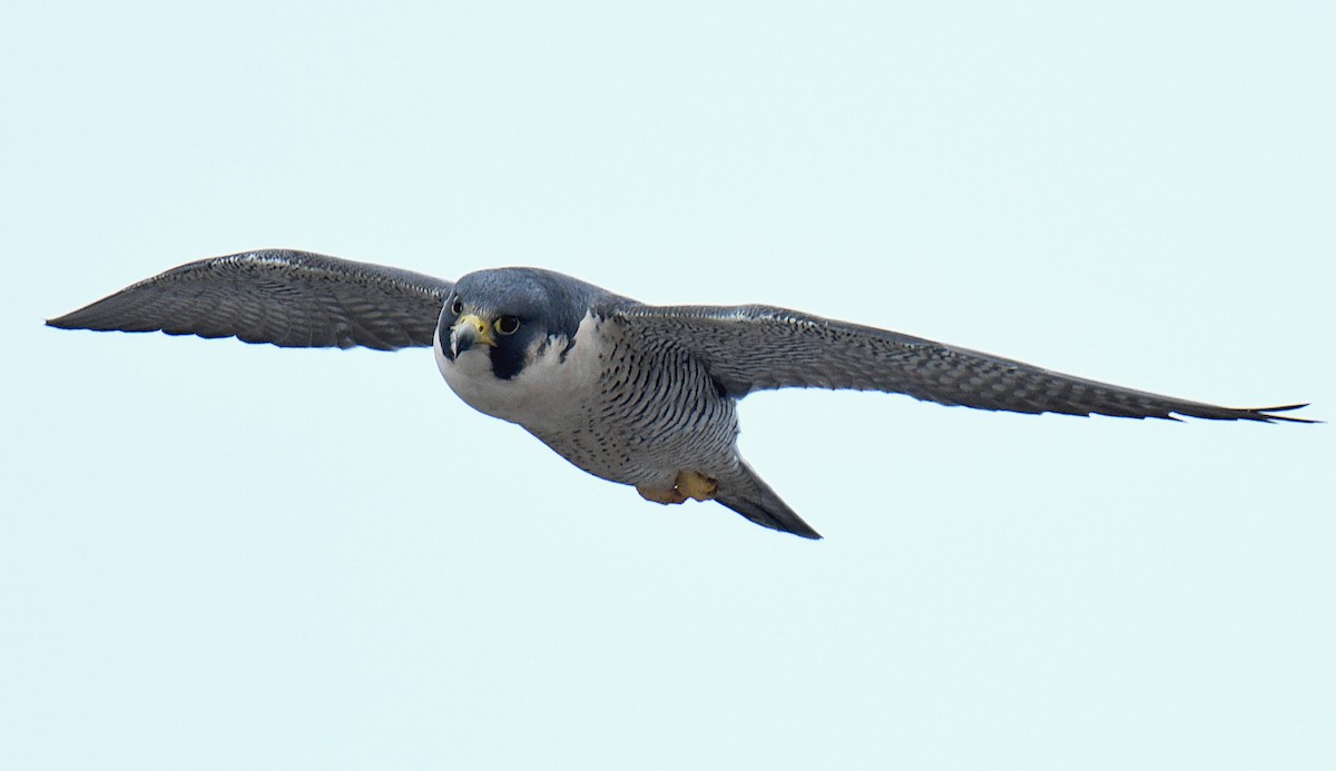 sokol stěhovavý - ML130918551