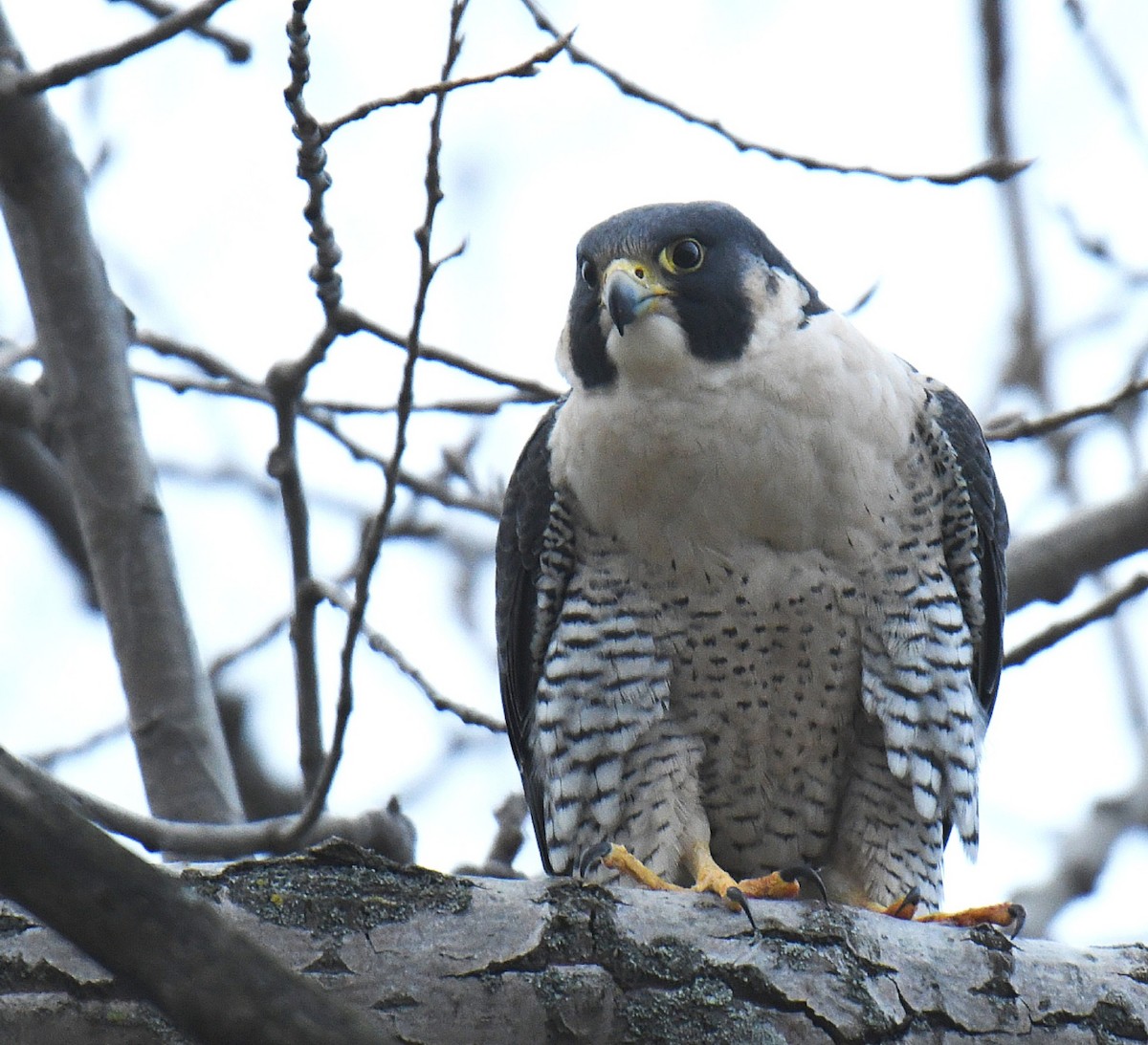 sokol stěhovavý - ML130918561