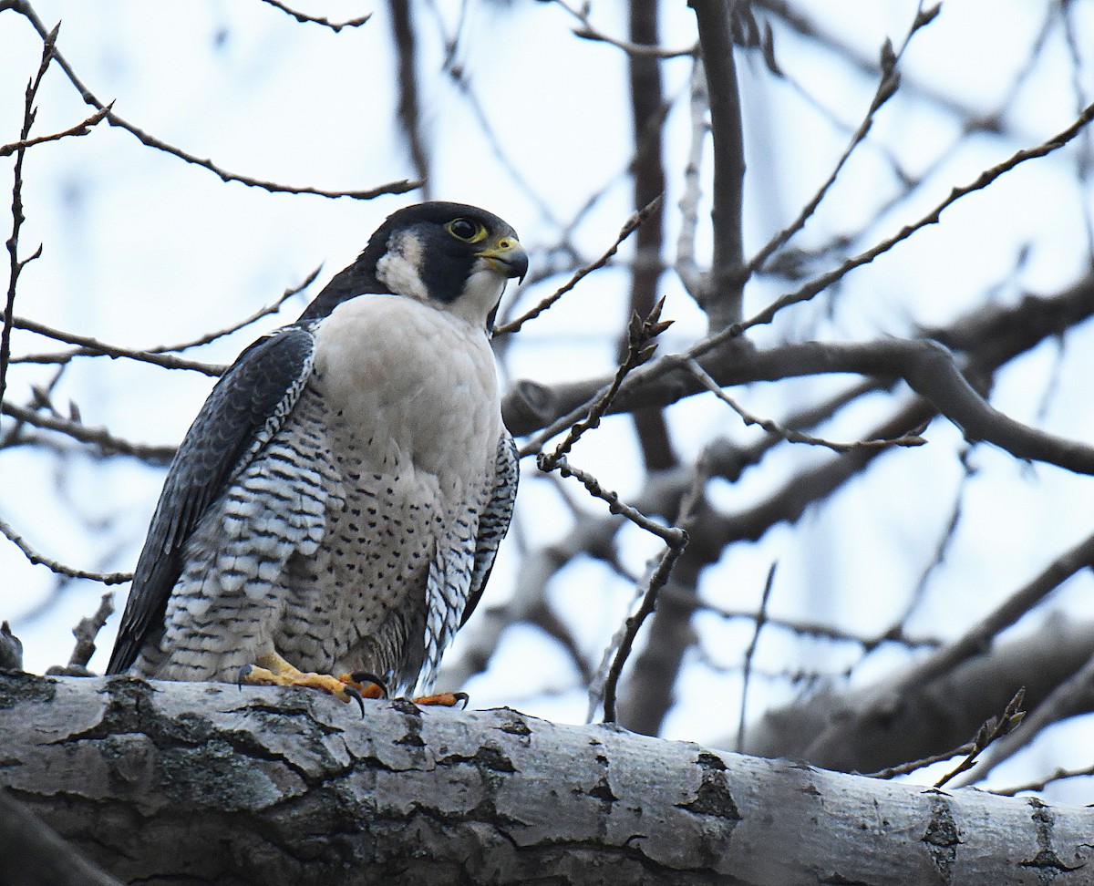 sokol stěhovavý - ML130918591