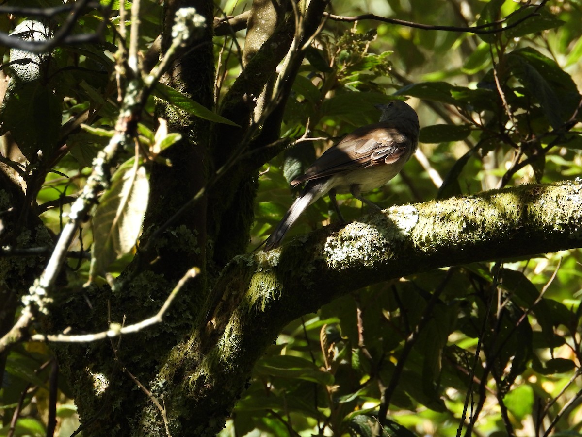 Gray Shrikethrush - ML130924601