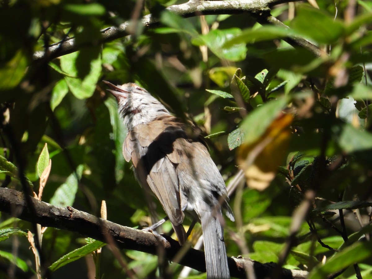 Gray Shrikethrush - ML130924611