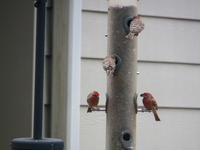 House Finch - ML130926571