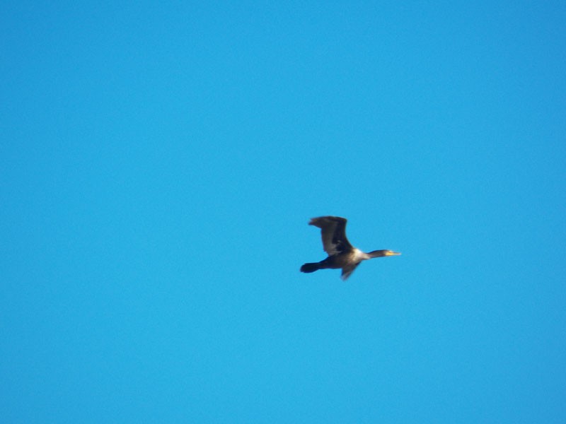 Double-crested Cormorant - D. S. Pinkston