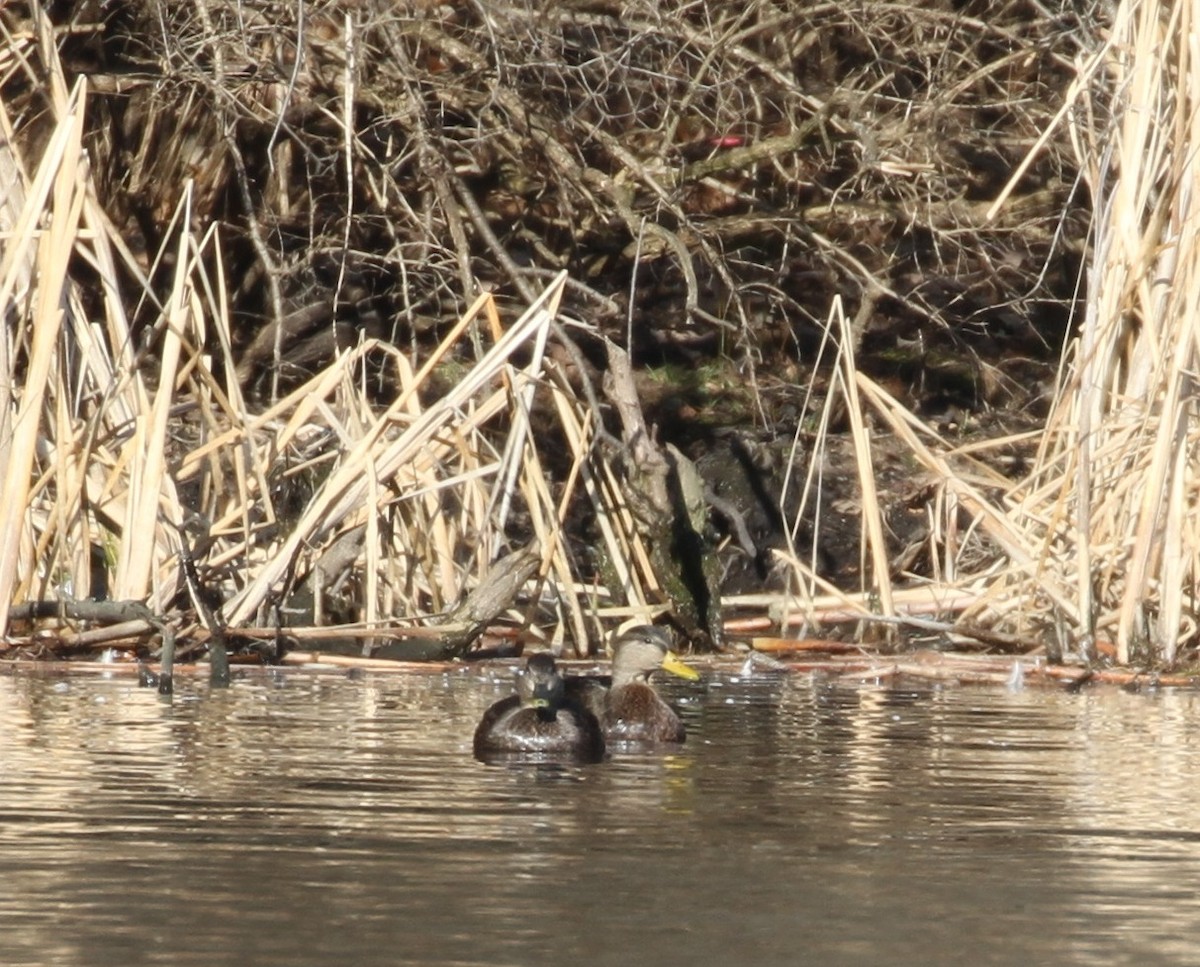American Black Duck - ML130936271