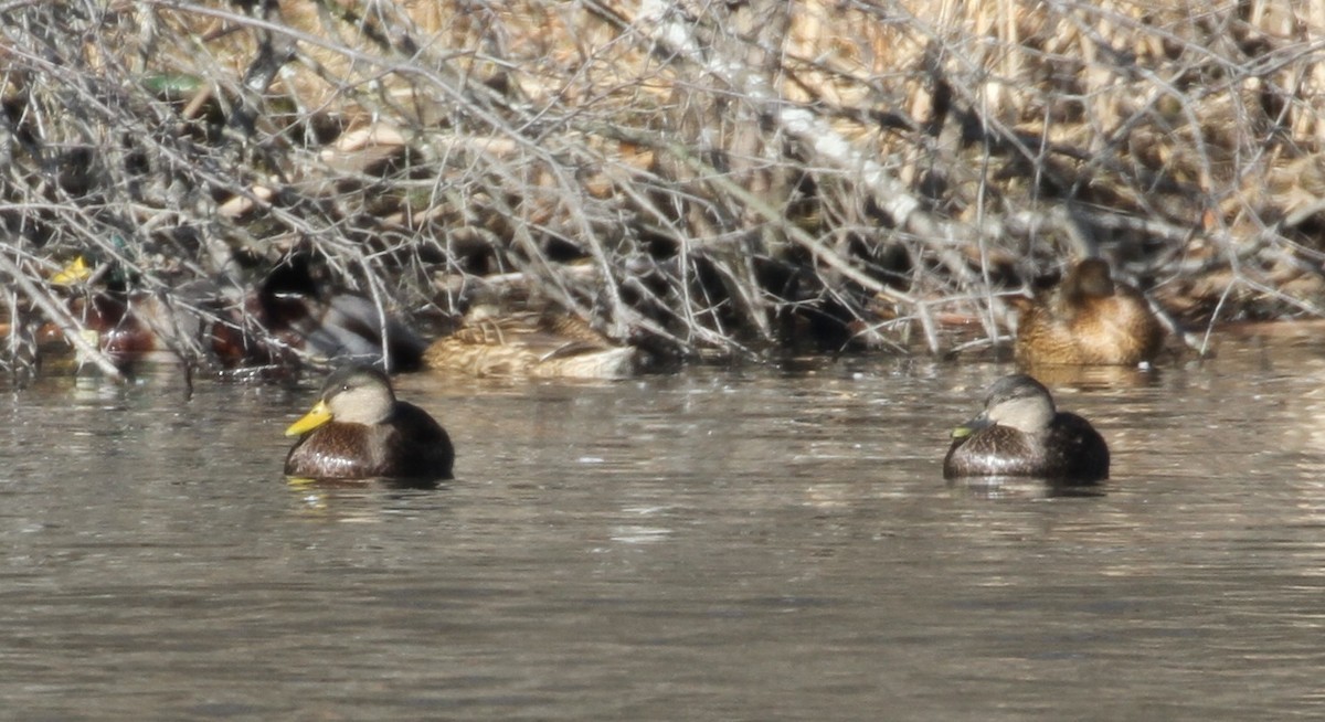American Black Duck - ML130936301