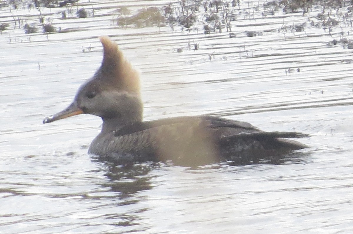 Hooded Merganser - ML130936361