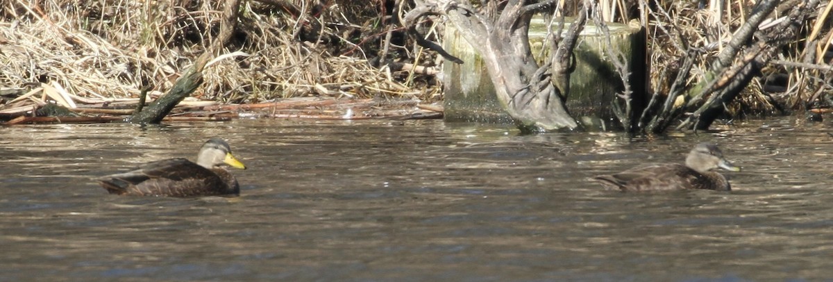 American Black Duck - ML130936431